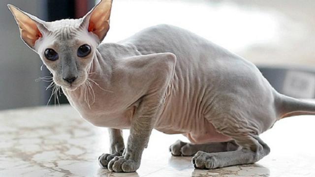 Kucing Peterbald