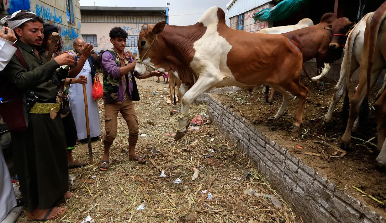 Para lelaki Yaman memilih sapi untuk persiapan Idul Adha di sebuah pasar ternak di ibu kota Sanaa, 6 Agustus 2019. Umat Islam di seluruh dunia akan merayakan Idul Adha yang identik dengan tradisi berkurban menggunakan hewan seperti kambing, domba, unta, sapi dan kerbau. (MOHAMMED HUWAIS/AFP)