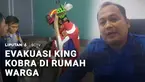 Seekor ular king kobra sepanjang 3 meter menyelinap ke ruang tamu rumah warga di kawasan Talang Ubi, Kabupaten Pali, Sumatra Selatan. Proses evakuasi ular sangat berbisa ini, berlangsung dramatis lantaran ular melakukan perlawanan.