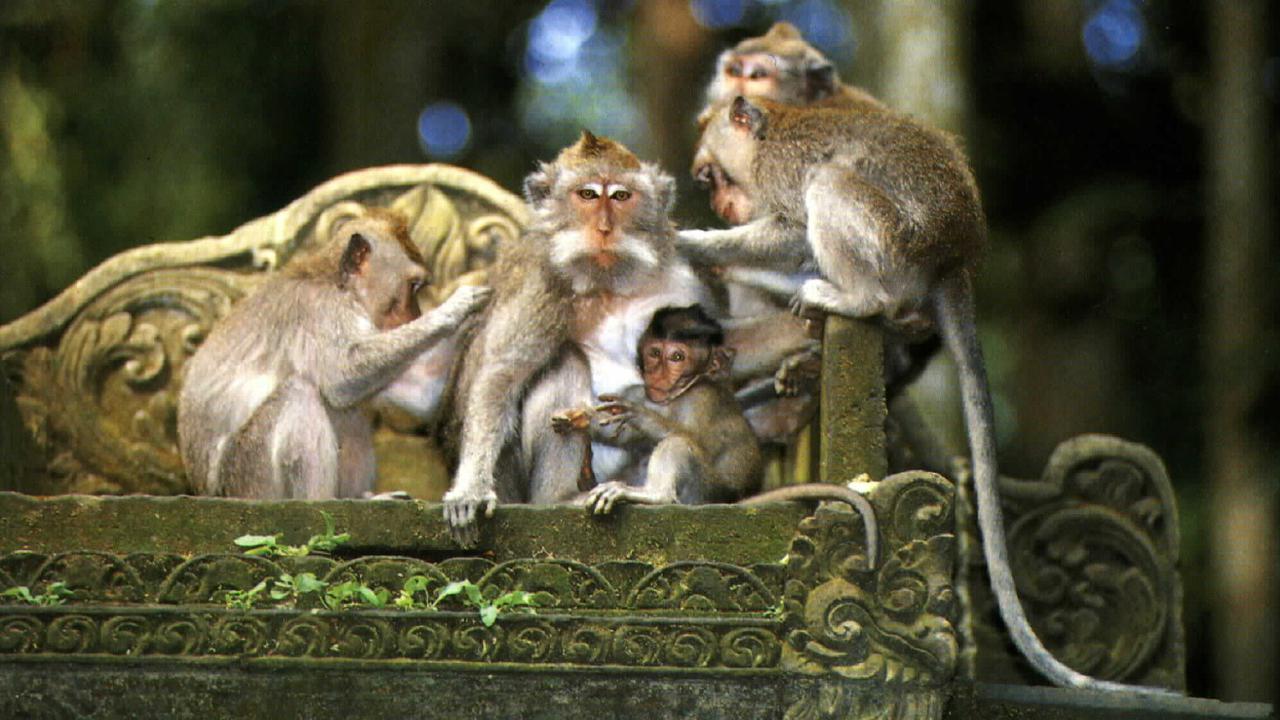 Wisata Sangeh Bali 1014