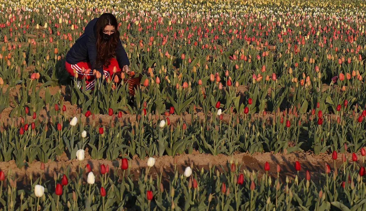 Seorang wanita memetik bunga tulip di ladang tulip "Tulipani Italiani", yang ditanam oleh pasangan Belanda di Arese, Milan, Italia (15/4/2021). Pasangan ini menanam 250.000 tulip dari 183 varietas yang berbeda untuk menciptakan tradisi Belanda. (AP Photo/Antonio Calanni)