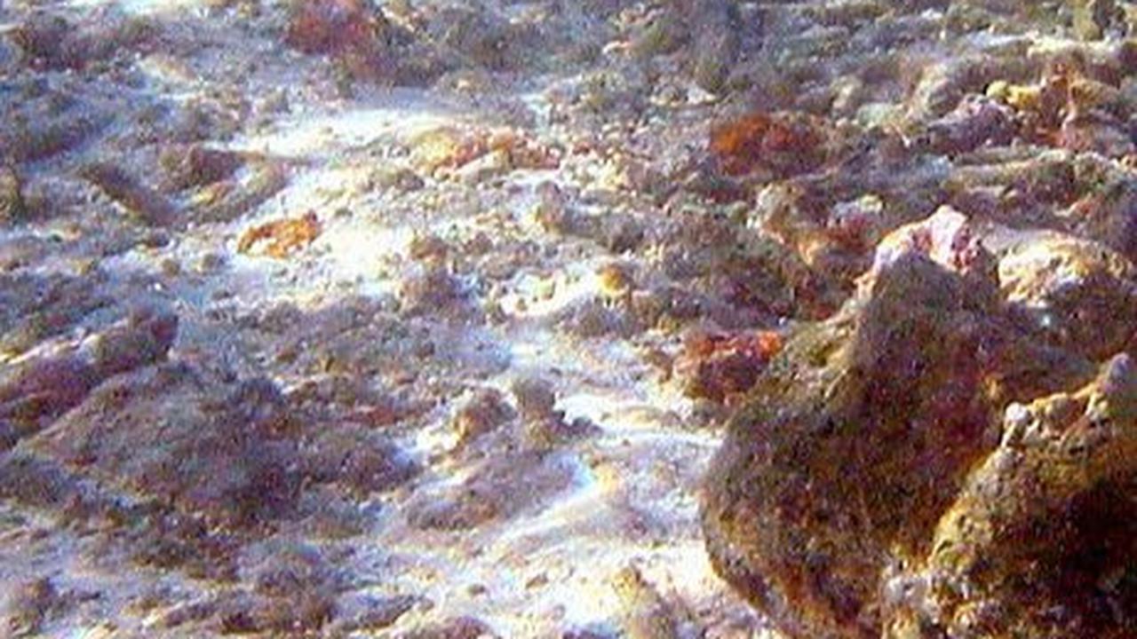 4. Hiu Blacktip<br>