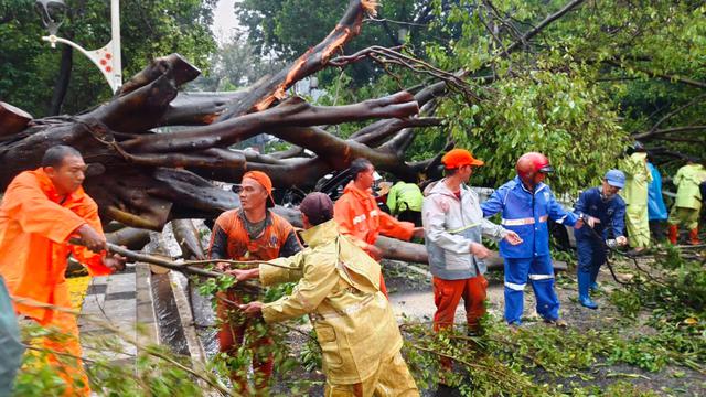 Penampakan 5 Mobil yang Tertimpa Pohon Besar di Dharmawangsa hingga Tewaskan 1 Orang (X TMCPoldaMetro)