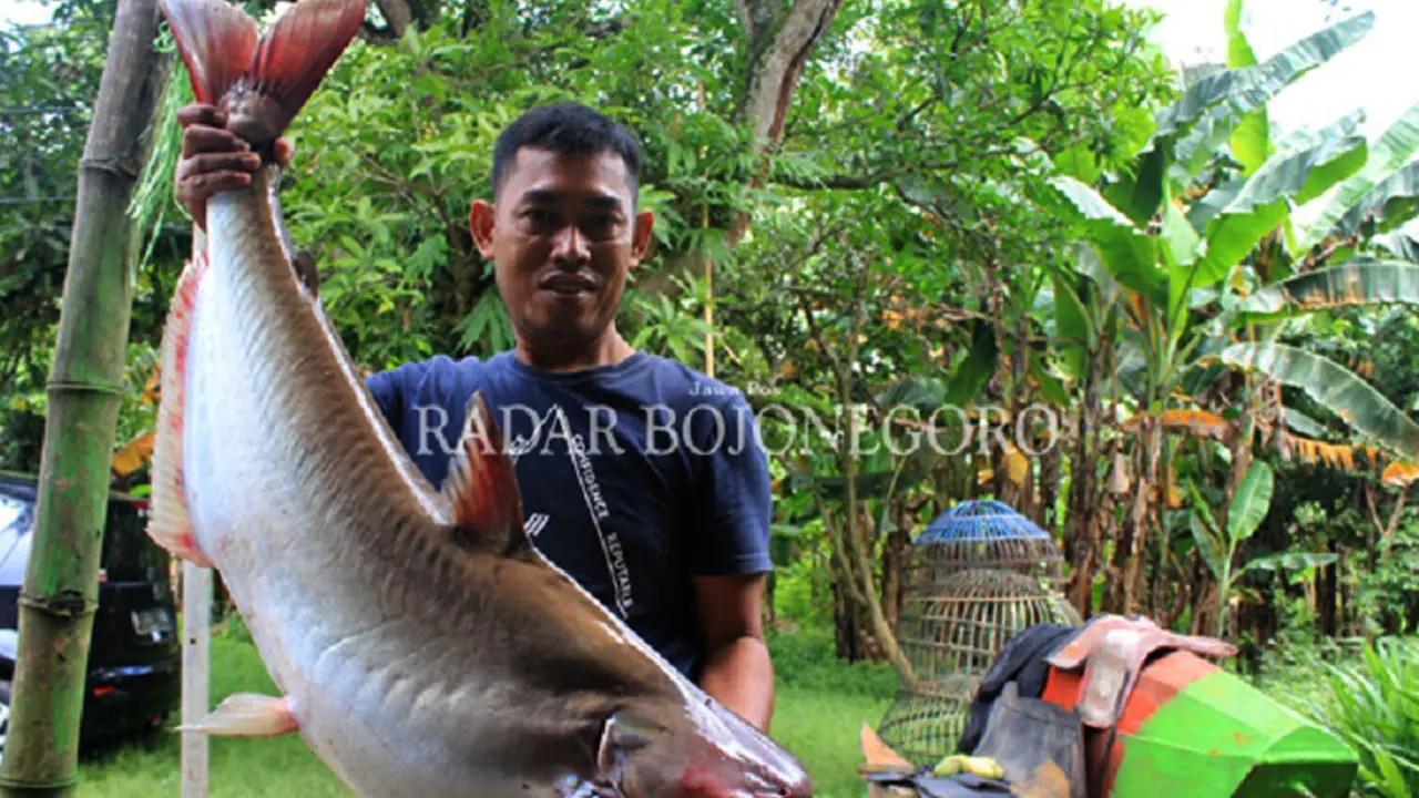Ikan raksasa
