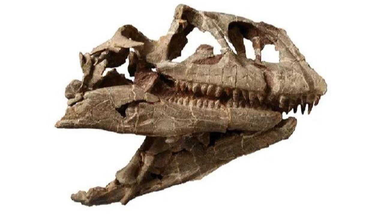 Peneliti Temukan Tengkorak Dinosaurus Raksasa dalam Kondisi Utuh, Hidup 200 Juta Tahun Lalu dan Panjangnya Bisa Sampai 10 Meter