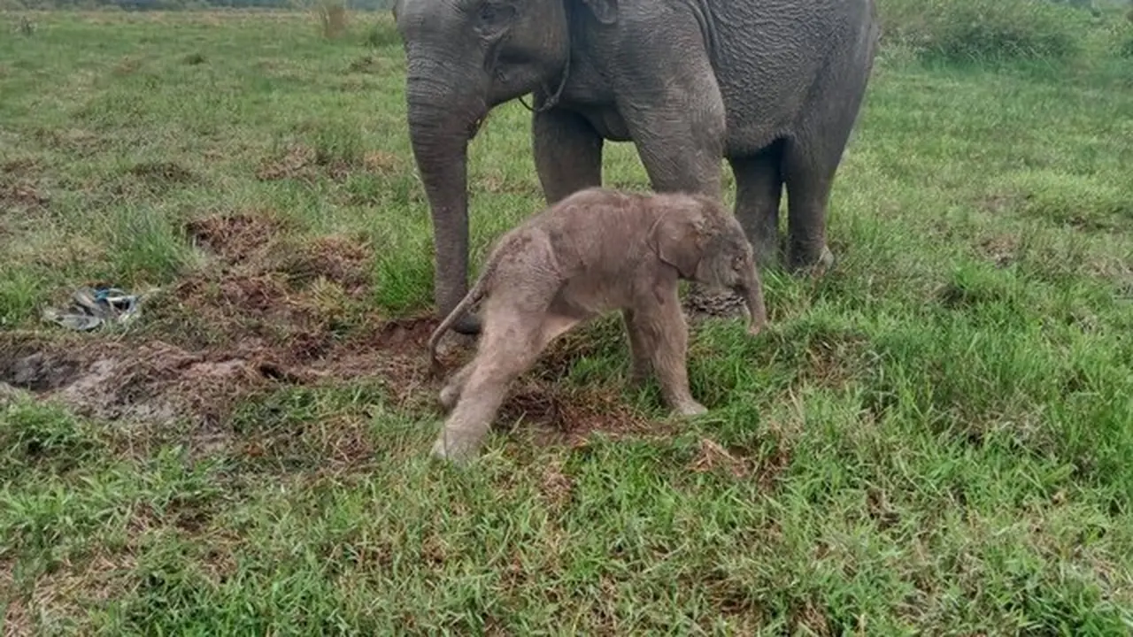 Seekor bayi gajah yang baru lahir di Taman Nasional Way Kambas, Lampung.