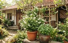 11 Kombinasi Tanaman Hias dan Tanaman Pangan untuk Halaman Rumah yang Cantik dan Produktif