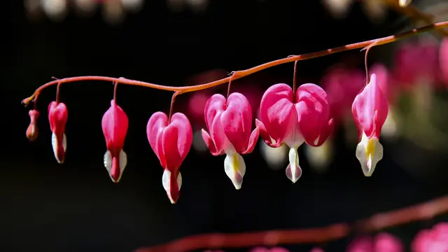 Bleeding-Heart