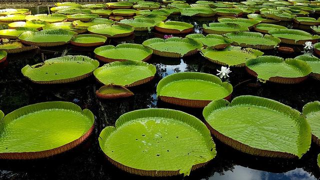 Paling Bagus 22 Gambar Bunga Teratai Terbesar Gambar Bunga Indah