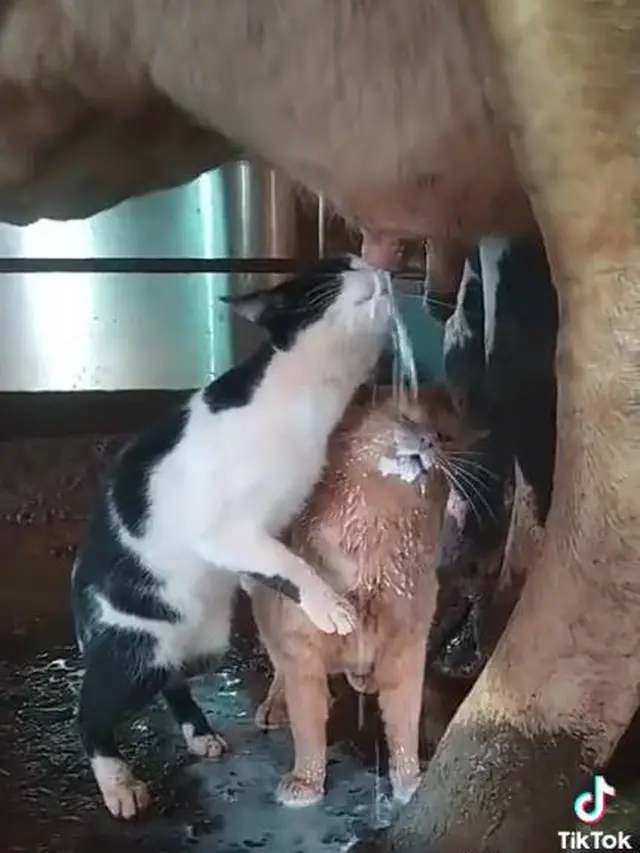 8 Tingkah Nyeleneh Kucing saat Makan dan Minum Ini Bikin Geleng Kepala
