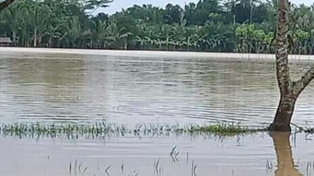 Banjir di persawahan. Dok Kementan