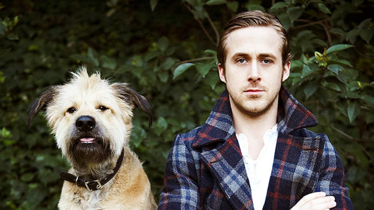 Anjing Ternyata Miliki Kekuatan Menyembuhan