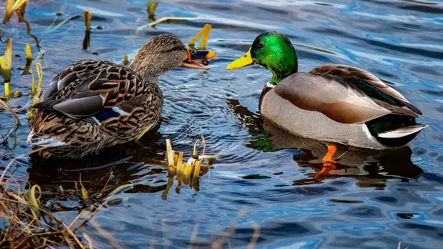 Ilustrasi bebek. (dok. Robert Thiemann/Unsplash)