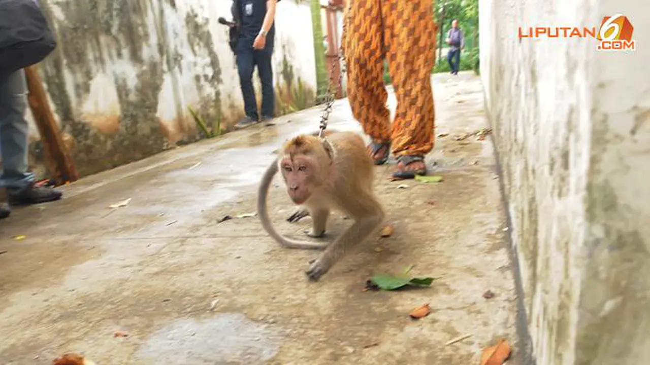 Monyet Hasil Razia Jokowi Dilepas ke Hutan Sukabumi
