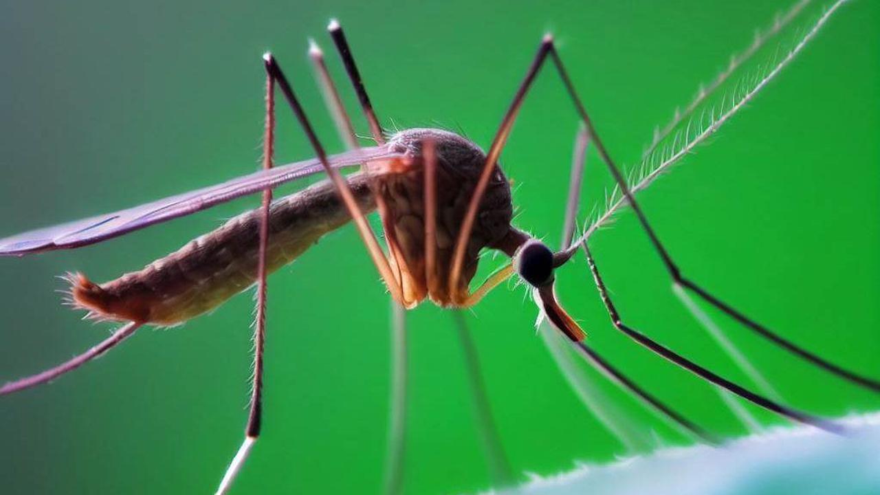 Nyamuk Phlebotomus dan nyamuk Lutzomyia