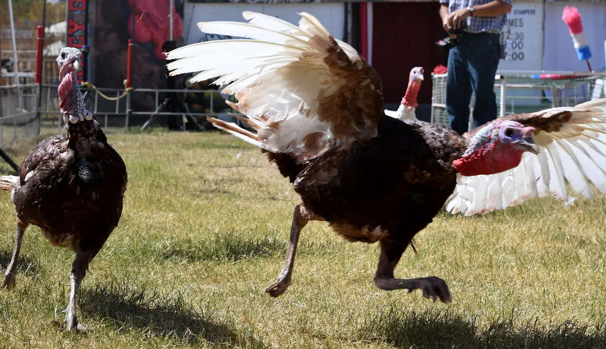 Ayam kalkun bersaing dalam balap Turkey Stampede pada acara tahunan Kern County Fair di Bakersfield, California, Sabtu (30/9). Lomba ini diadakan Nancy dan Gil Riegler setiap mereka mengadakan pameran di seluruh negara bagian di AS. (Mark RALSTON/AFP)