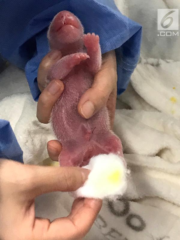 Salah satu bayi panda kembar yang baru lahir menjalani perawatan pertama mereka di Kebun Binatang Berlin, Senin (2/9/2019). Momen ini tergolong langka dan menjadi momen pertama dalam sejarah untuk kelahiran bayi panda kembar di Jerman. (Zoo Berlin/Zoologischer Garten Berlin via AP)