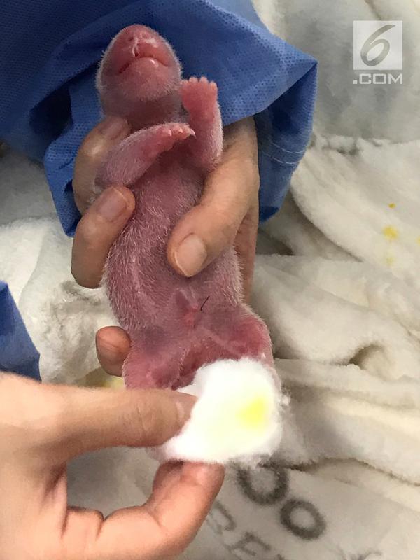 Salah satu bayi panda kembar yang baru lahir menjalani perawatan pertama mereka di Kebun Binatang Berlin, Senin (2/9/2019). Momen ini tergolong langka dan menjadi momen pertama dalam sejarah untuk kelahiran bayi panda kembar di Jerman. (Zoo Berlin/Zoologischer Garten Berlin via AP)