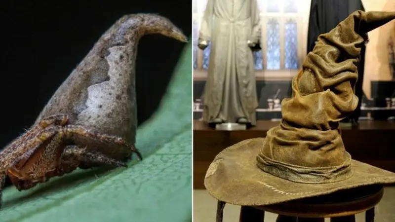 Laba-laba mirip topi Harry Potter. (Javed Ahmad)