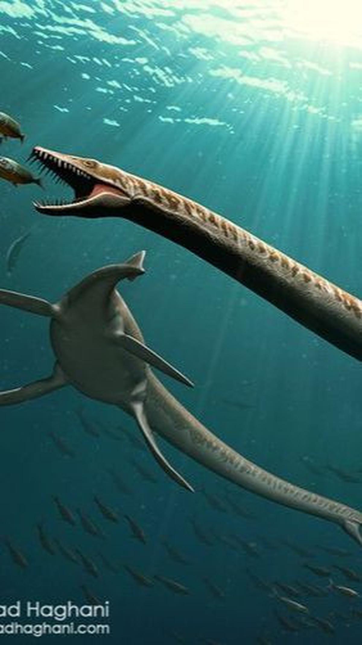 Penemuan Dinocephalosaurus Orientalis Oleh Para Ahli<br>