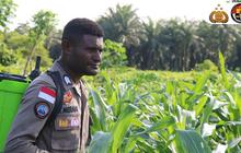 Ciptakan Peluang Ekonomi, Brigpol Viktor Merani Jadi Petani Tanam Aneka Tanaman Pangan di Papua