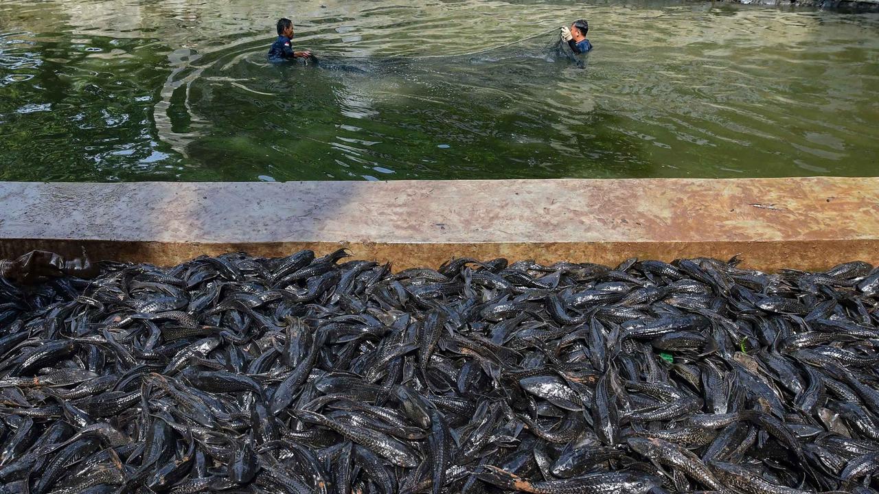Dalam Hitungan Jam, Setu Babakan ‘Panen’ 3 Ton Ikan Sapu-Sapu