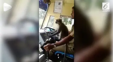 Sebuah video viral menunjukkan aksi monyet 'menyetir' bus layaknya manusia. Bus tujuan Devanagari-Bharamasagara itu membawa beberapa penumpang.