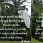 Sebuah video viral memperlihatkan benda putih misterius menempel di pohon palem, bentuknya seperti awan yang jatuh. (Sumber: TikTok/@ramlahidris72)