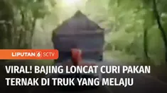 Aksi bajing loncat di Jalan Raya Ngawi, Jawa Timur, terekam kamera warga dan viral di media sosial. Polisi kini tengah memburu pelaku yang melarikan diri ke hutan setelah aksinya digagalkan.