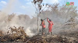 Manggala Agni Tangani Karhutla Riau Seluas 100 Hektare Lebih di Dua Kabupaten