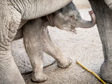 Bayi gajah, Mun berdiri di samping ibunya, gajah Asia berusia 22 tahun, Surin, saat pertama kali berjalan di kandang mereka di Kebun Binatang Kopenhagen, Rabu (7/10/2020). Bayi gajah tersebut lahir pada 1 Oktober 2020 lalu. (Photo by Mads Claus Rasmussen / Ritzau Scanpix / AFP)
