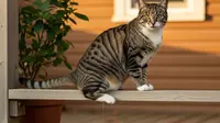 10 Cara Mencegah Kucing Tetangga Nongkrong dan Kencing di Teras Rumah Secara Efektif