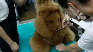 Seorang karyawan memotong bulu anjing berbentuk Singa di salon hewan, Tainan , Taiwan, (19/6). Dibukanya salon potong hewan unik ini karena antusias pemilik hewan yang ingin memotong peliharaannya sesuai keinginannya. (REUTERS / Tyrone Siu)