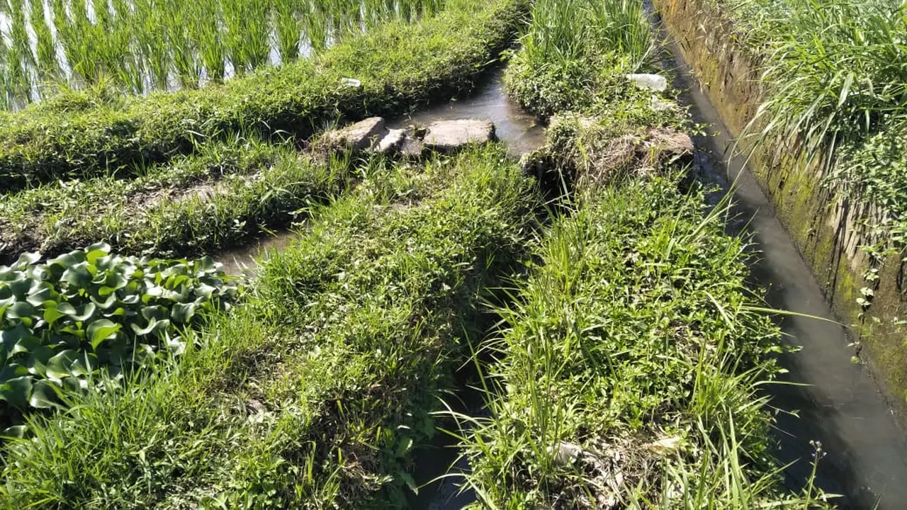 Kondisi Saluran Air di Persawahan Bali