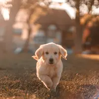 ilustrasi mimpi anjing/Cristian Castillo/unsplash