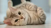 Baidu Bikin Penampungan Kucing Liar dengan Teknologi Pengenalan Wajah
