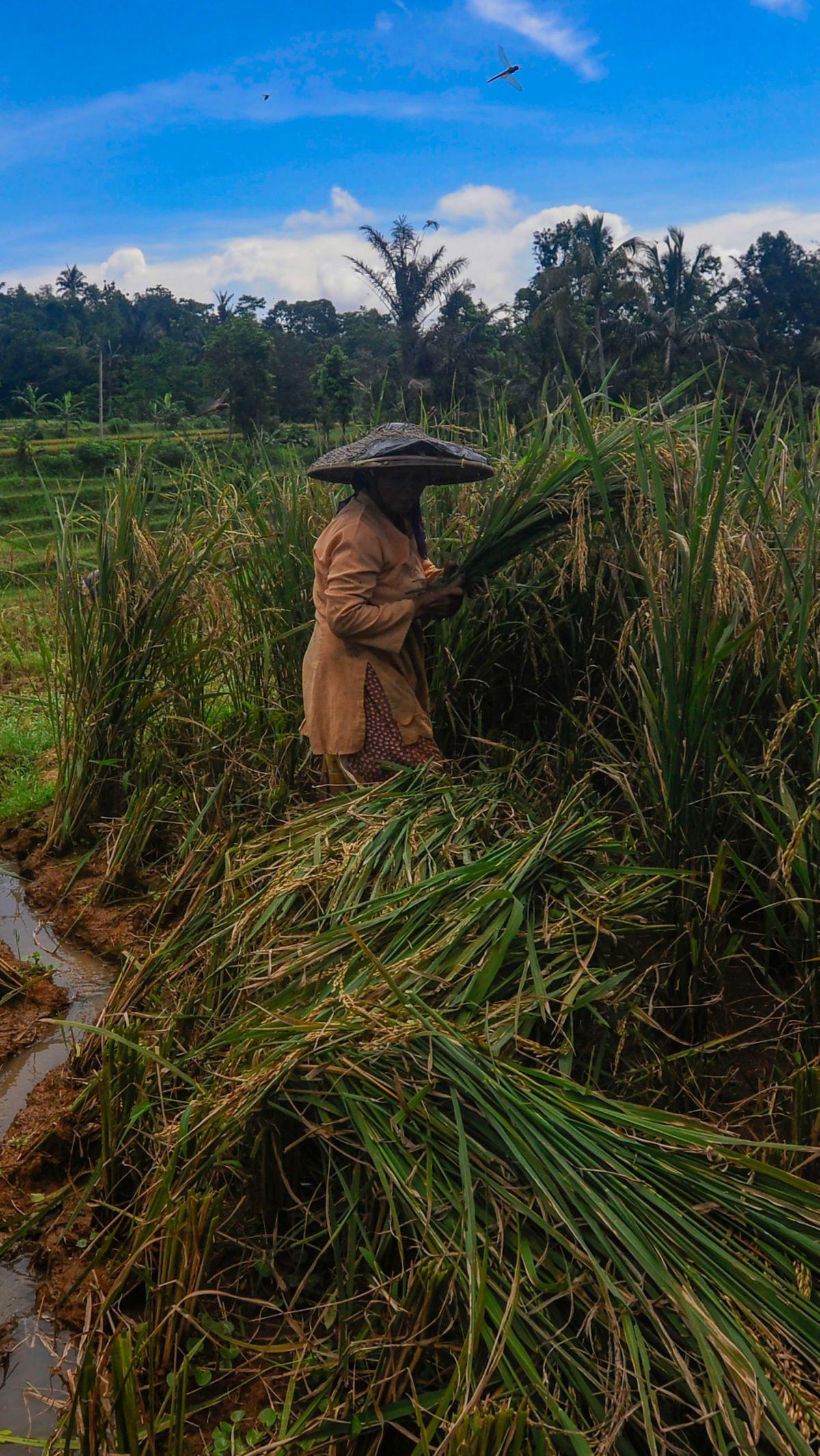 Penurunan harga beras ini terjadi karena panen raya yang sedang berlangsung di beberapa wilayah.&nbsp;Merdeka.com/Arie Basuki