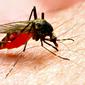 Penelitian di Denmark untuk menciptakan vaksin malaria baru malah mengungkapkan rahasia yang berpotensi untuk pengobatan kanker. (Shutterstock)
