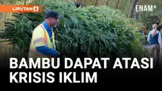 BAMBU DAPAT MEMBANTU PLANET MENGATASI KRISIS IKLIM YANG KOMPLEKS
