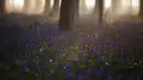 Matahari terbit di antara pepohonan saat bluebell atau dikenal sebagai Eceng Gondok liar bermekaran di lantai hutan Hallerbos di Halle, Belgia (20/4/2021).  Pemandangan biru hamparan bunga Bluebell di hutan ini memproduksi banyak warna dan aroma khas musim semi. (AP Photo/Virginia Mayo)