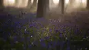 Matahari terbit di antara pepohonan saat bluebell atau dikenal sebagai Eceng Gondok liar bermekaran di lantai hutan Hallerbos di Halle, Belgia (20/4/2021).  Pemandangan biru hamparan bunga Bluebell di hutan ini memproduksi banyak warna dan aroma khas musim semi. (AP Photo/Virginia Mayo)