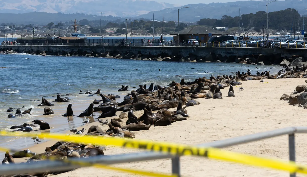 Ratusan singa laut berkumpul di Pantai San Carlos di Monterey, California pada 24 Agustus 2024. (Benjamin Fanjoy/Getty Images/AFP)