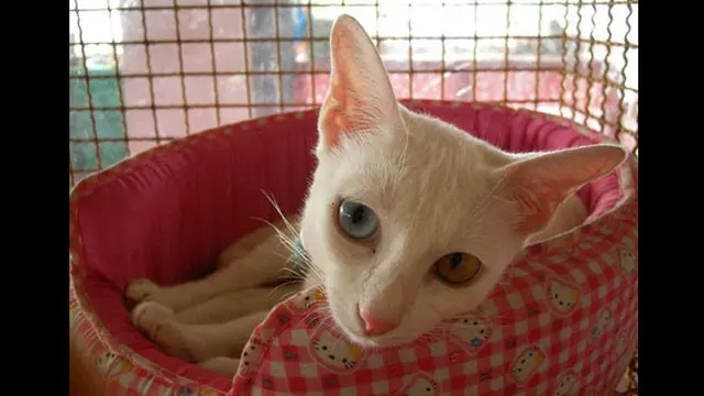 (c) en.rocketnews24.com