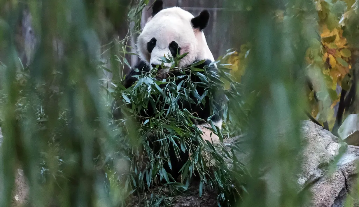 Panda raksasa Bei Bei memakan bambu sebelum kembali ke China, di Smithsonian National Zoo, Washington DC, Selasa (19/11/2019). Bei Bei akan berangkat naik pesawat Boeing 777F dan mendapatkan sejumlah pilihan makanan kesukaannya, seperti 30 kg bambu sepanjang perjalanannya. (AP/Michael A. McCoy)