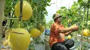 Petani binaan Ewindo memanen buah melon premium Stella F1 di Teluk Naga, Tangerang, Kamis (20/4). Dengan teknik budidaya tanaman hortikultura berkualitas tinggi, melon tersebut dapat mengakses pasar-pasar modern di Ibu Kota. (Liputan6.com/Helmi Afandi)