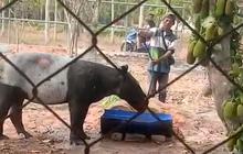 Tapir Masuk Perkebunan Sawit, BKSDA Soroti Jaraknya yang Dekat dengan Tol