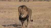 Singa bernama Cecil yang tewas dibunuh pemburu. (Telegraph)