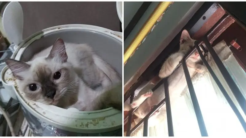 10 Potret Tempat Kucing Rebahan Ini Bikin Geleng Kepala, Enggak Habis Pikir