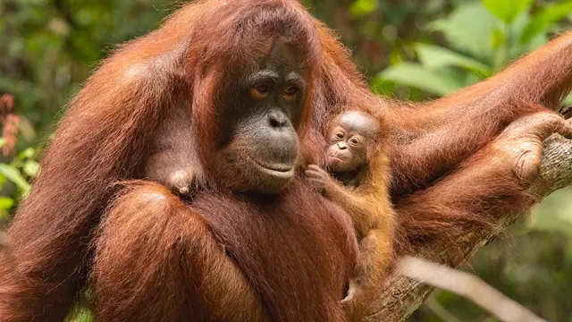Imutnya Sinar, Bayi Orangutan Penghuni Terbaru Taman Nasional Gunung Palung
