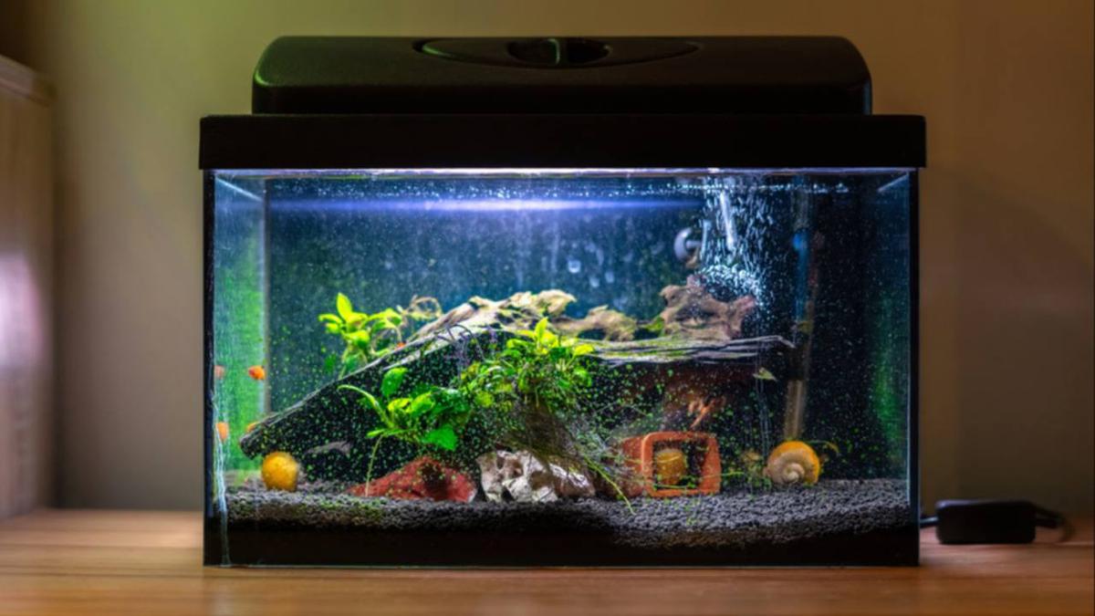 Rumah Terasa Lebih Hidup dengan Set Akuarium Terbaik, Ini Rekomendasinya
